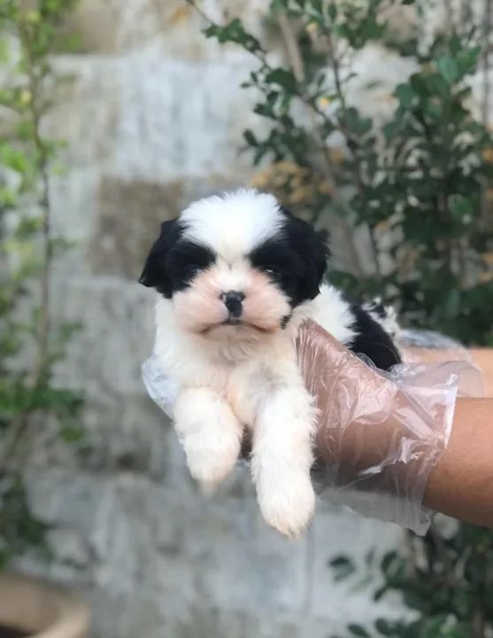 Shih Tzu Machinho na cor braco com e preto esta com 56 das vacinado - Alberto