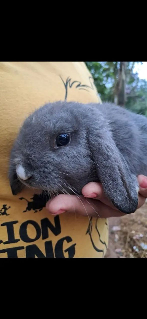 Coelhinho Mini lop filhote