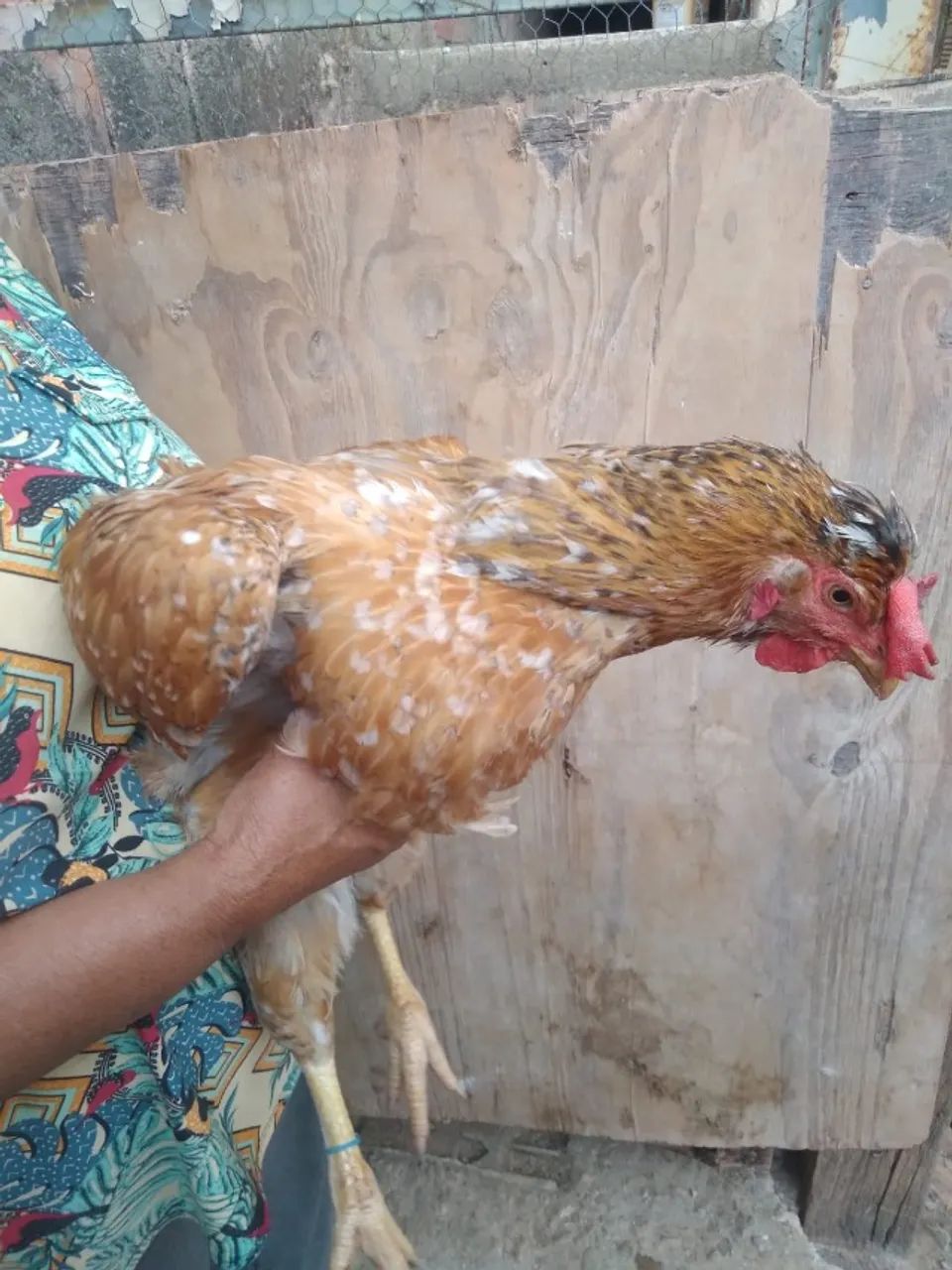 pintinhos de galinhas GSB  - Foto 3