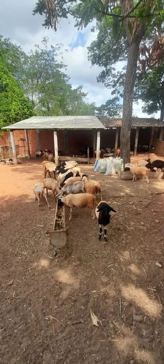 VENDE-SE Carneiros - vivo ou abatido - Foto 2