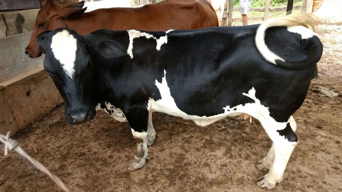 mini vacas  - Foto 3