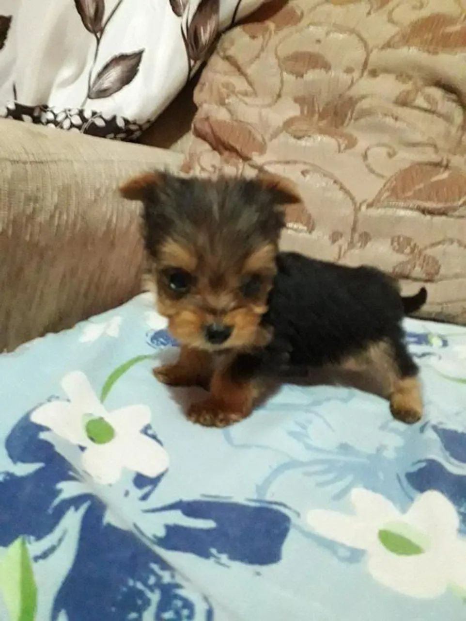 Filhote Yorkshire Terrier, Diga olá ao seu novo melhor amigo peludo!