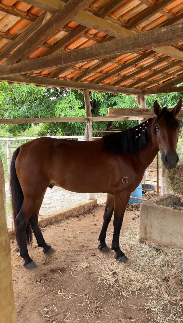 Cavalo castrado com potencial de pista - Foto 4