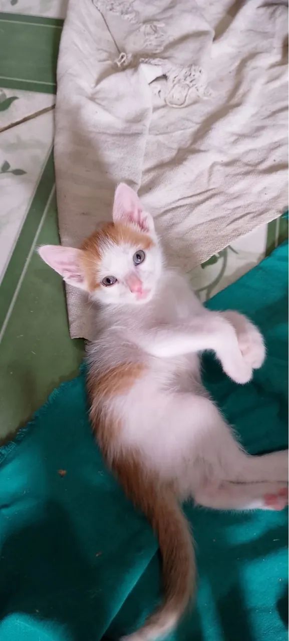 Adoção responsável filhotes dóceis  - Foto 4