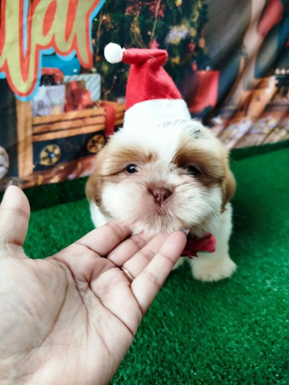 Canil Tanterres 64650878953475121