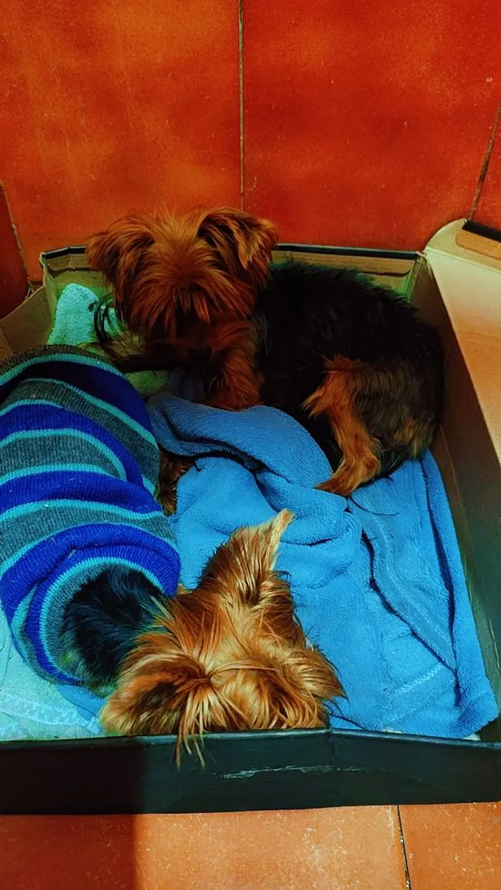 Filhotes de Yorkshire Terrier