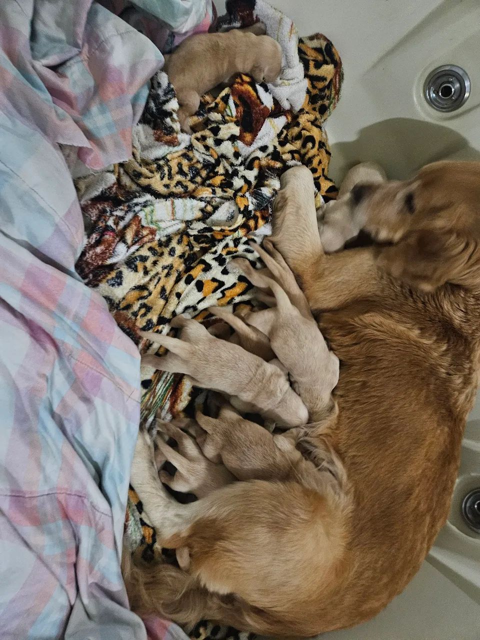 Prepare-se para uma invasão de fofura!  Tão irresistíveis que parecem cavalos de Troia! - Foto 4