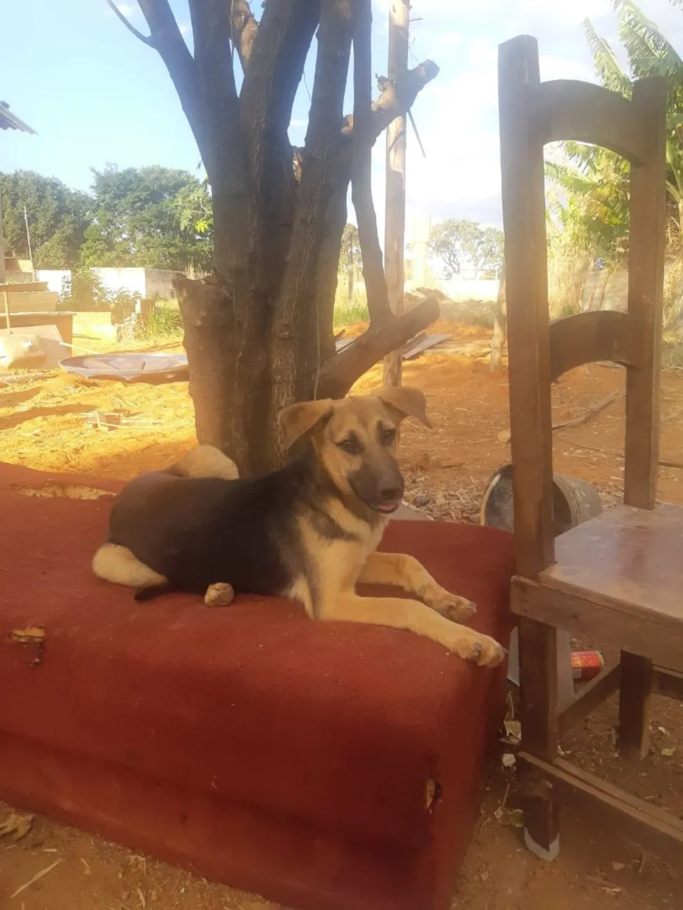 Cãozinho adorável para adoção