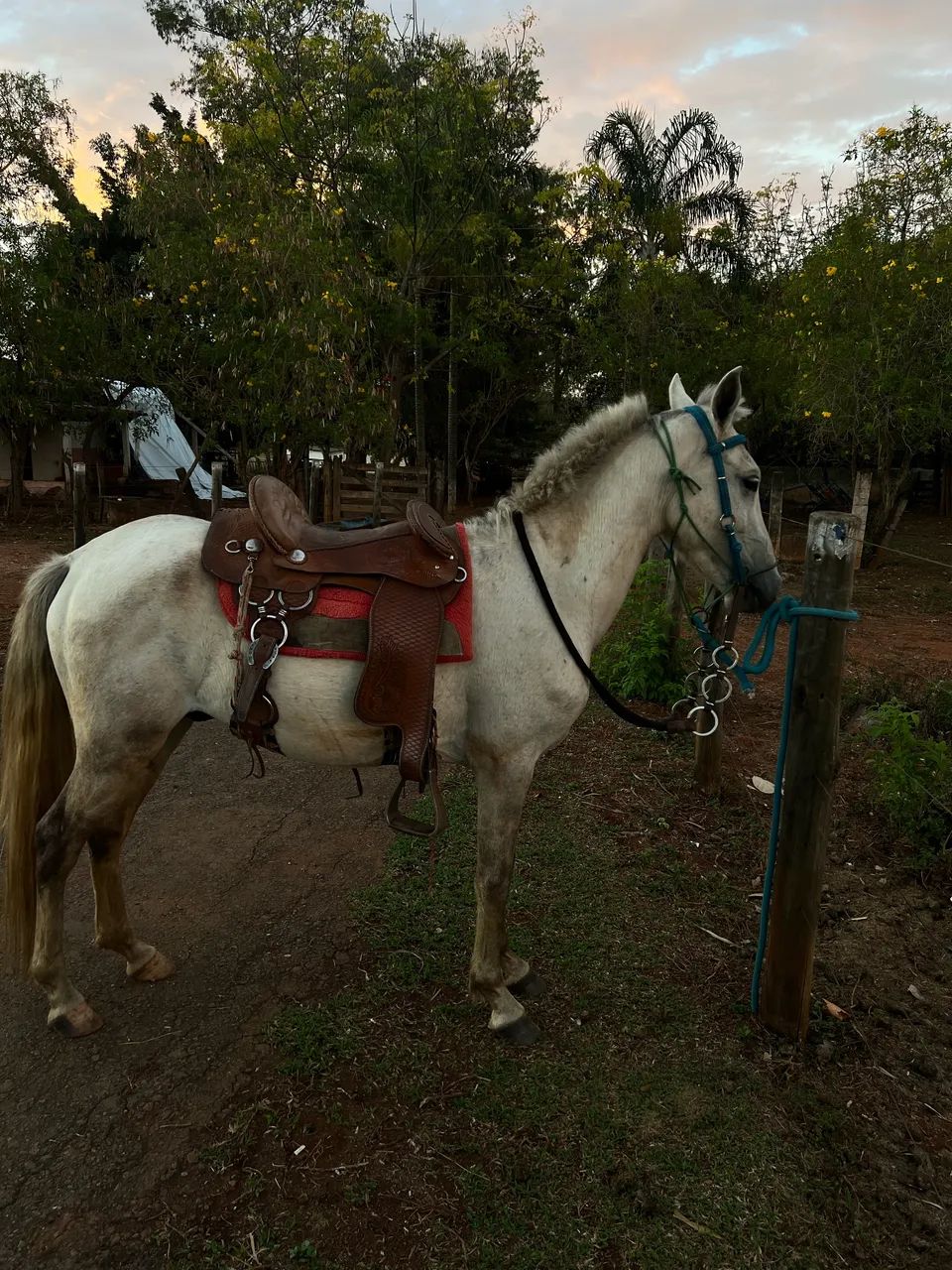 Cavalo 