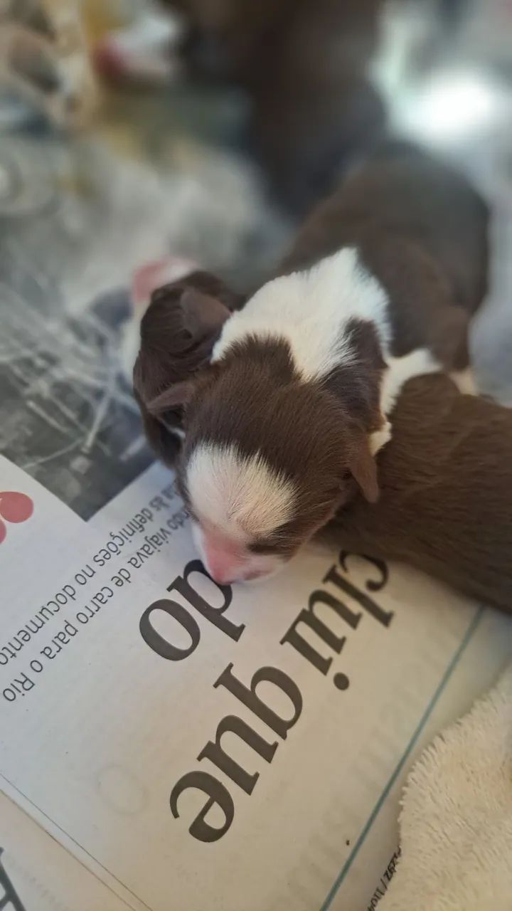 Border collie  filhotes - Foto 3