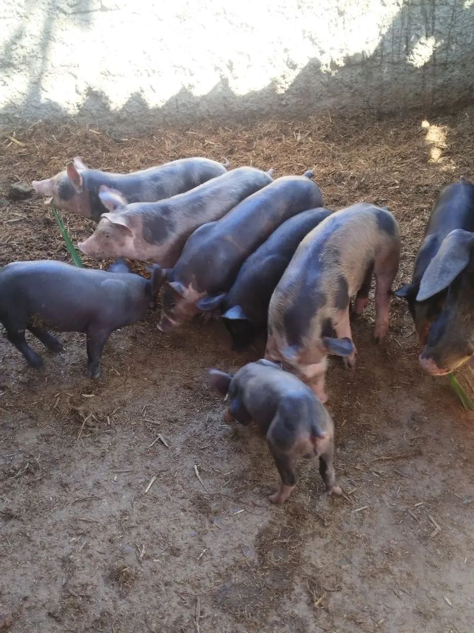 Leitões Pietran  - Foto 3