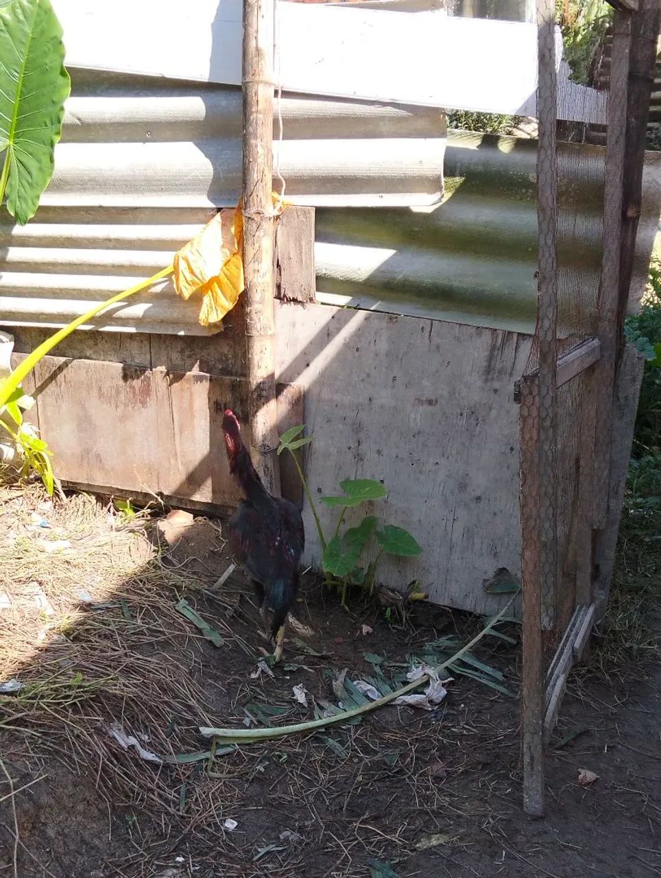 vendo esse frango carioca de ótima qualidade e genética  - Foto 3