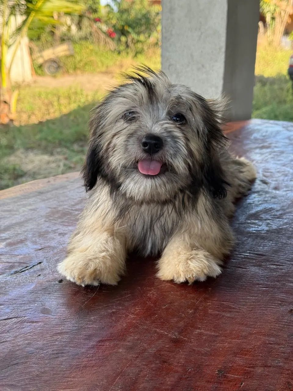 Lindos lhasa Apso - Foto 4