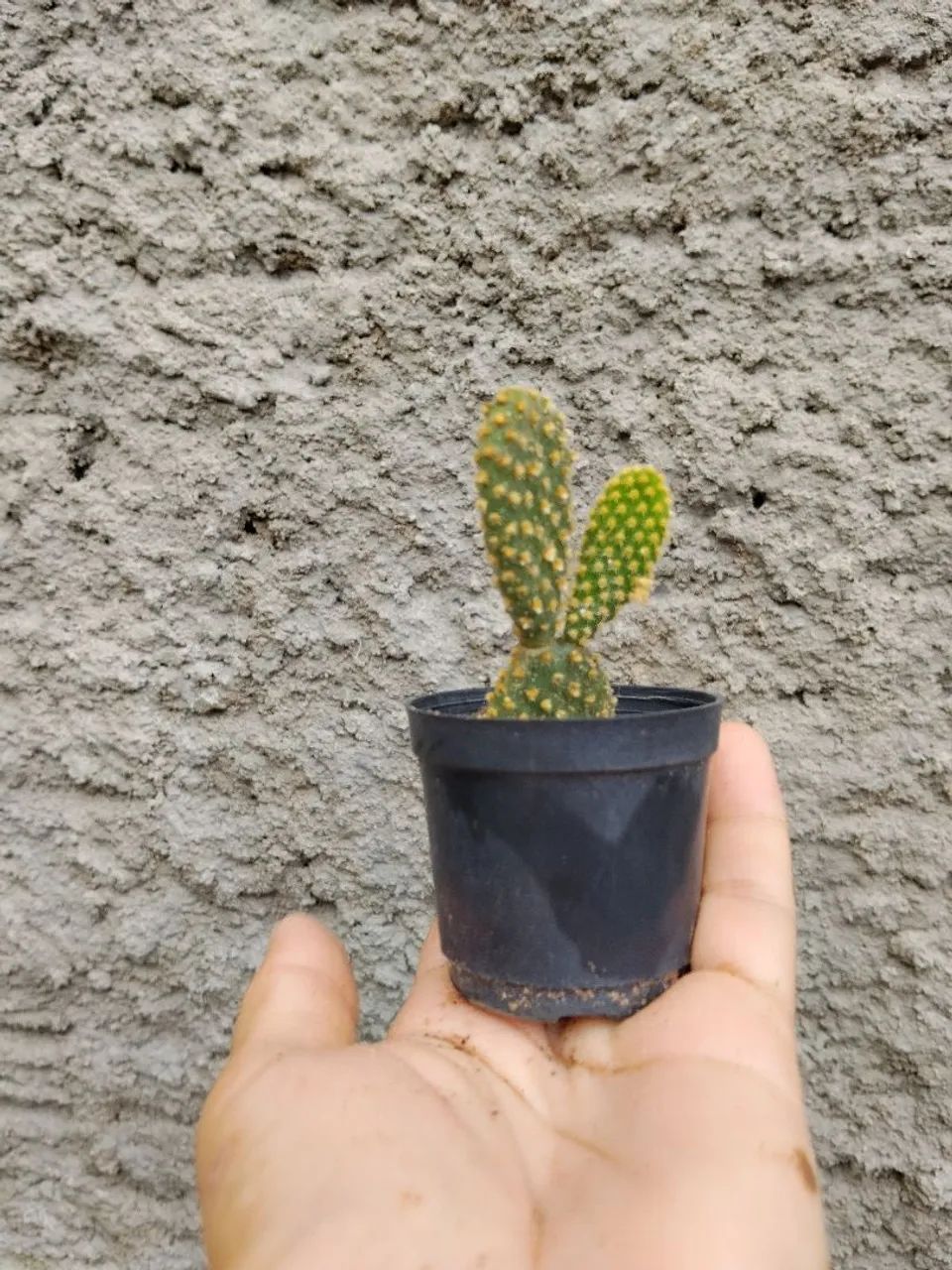 Cactos  - Foto 4