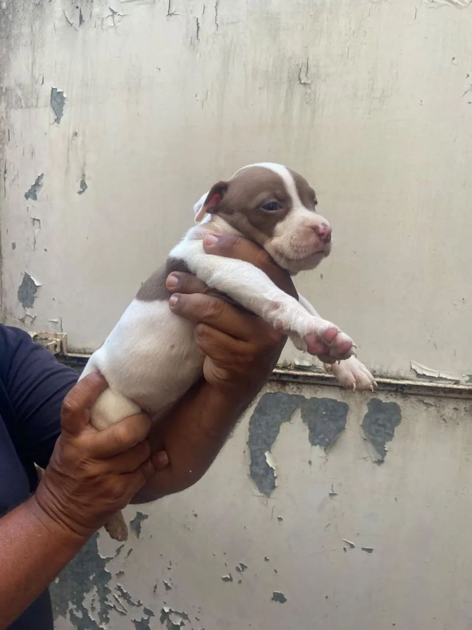 Cães de boa Genética  - Foto 4