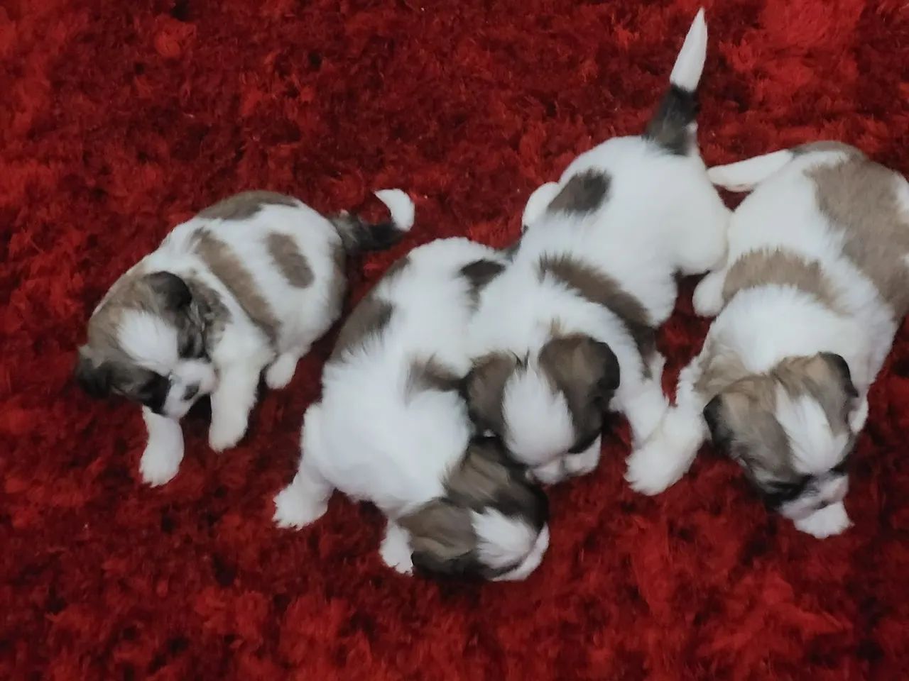 Shitzu bebê mini em até 12x - Foto 5