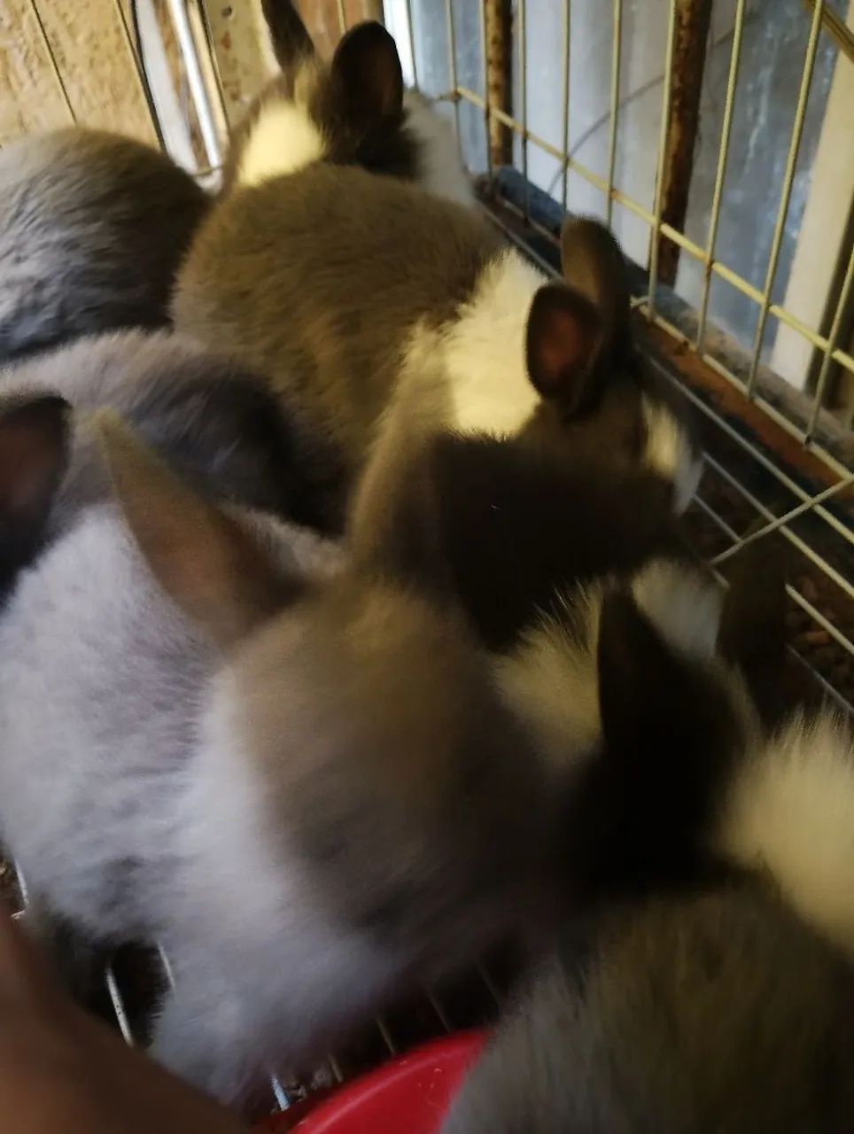 Filhotes de mini coelhos netherlands e mini Lions! Oferta total! - Foto 3