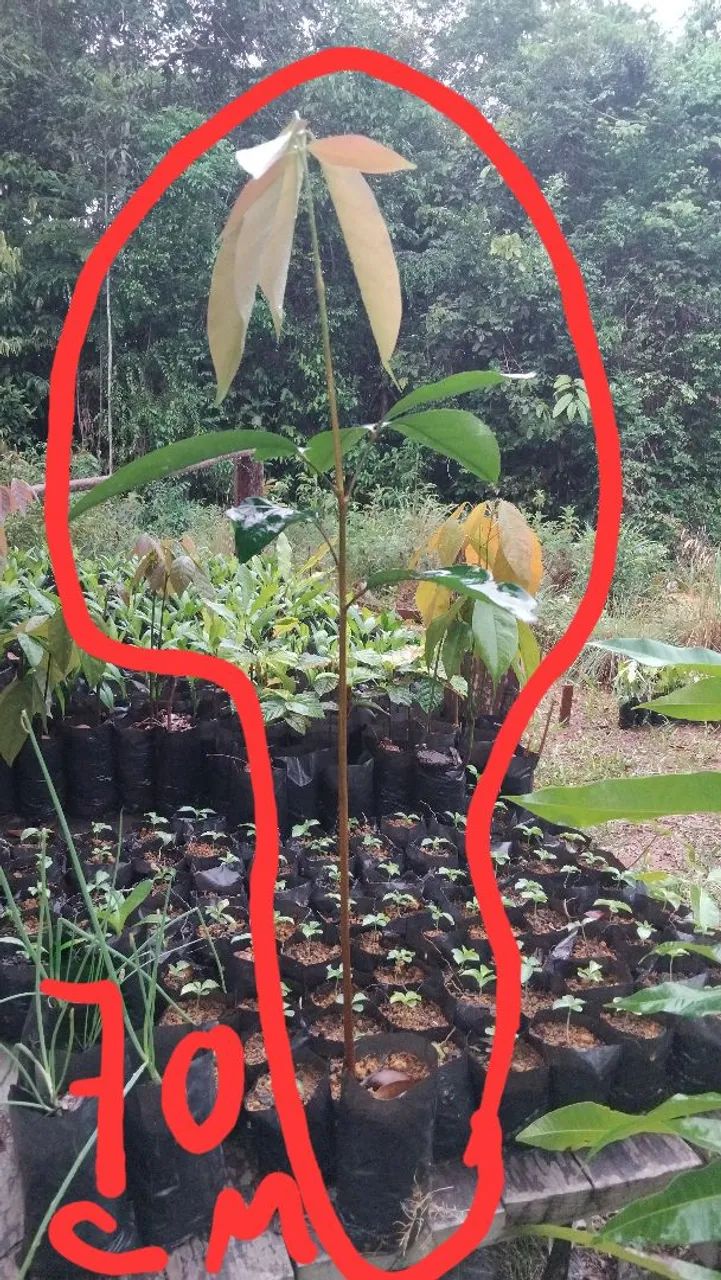 Mudas de Andirobas 