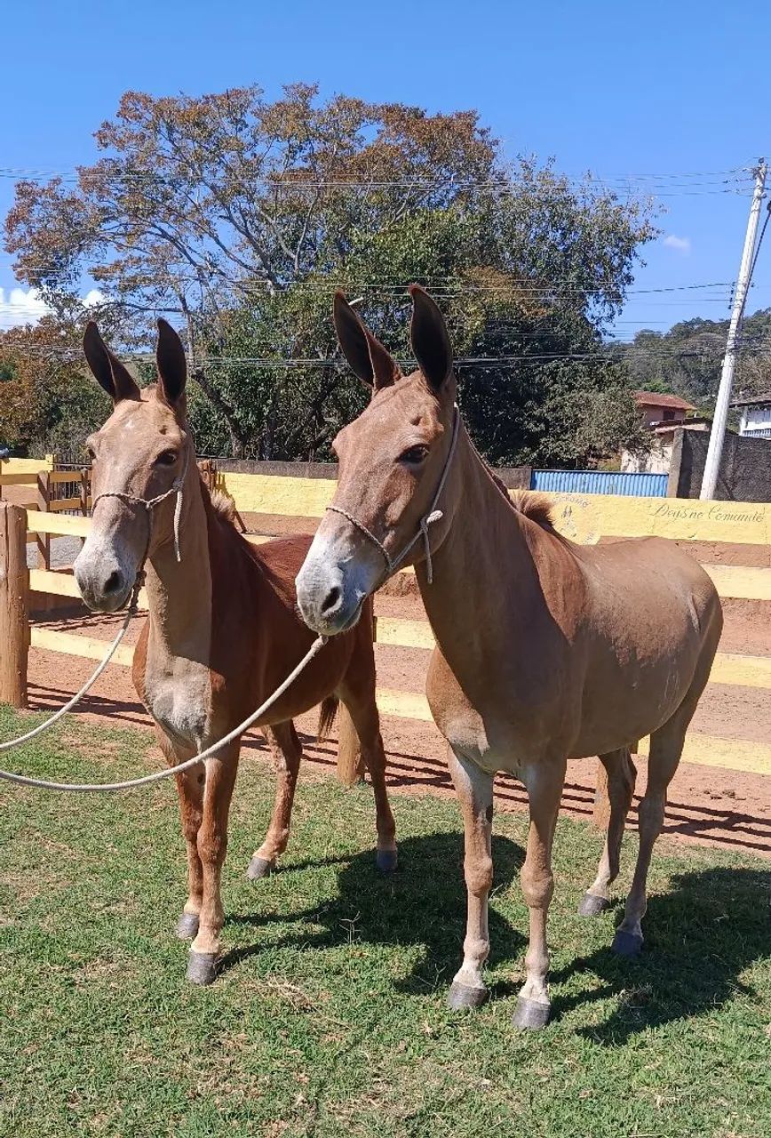 Casal de muar de confiança 