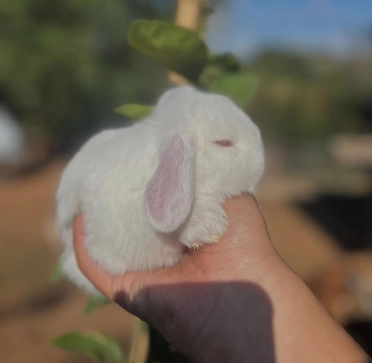 Coelhos  - Foto 3