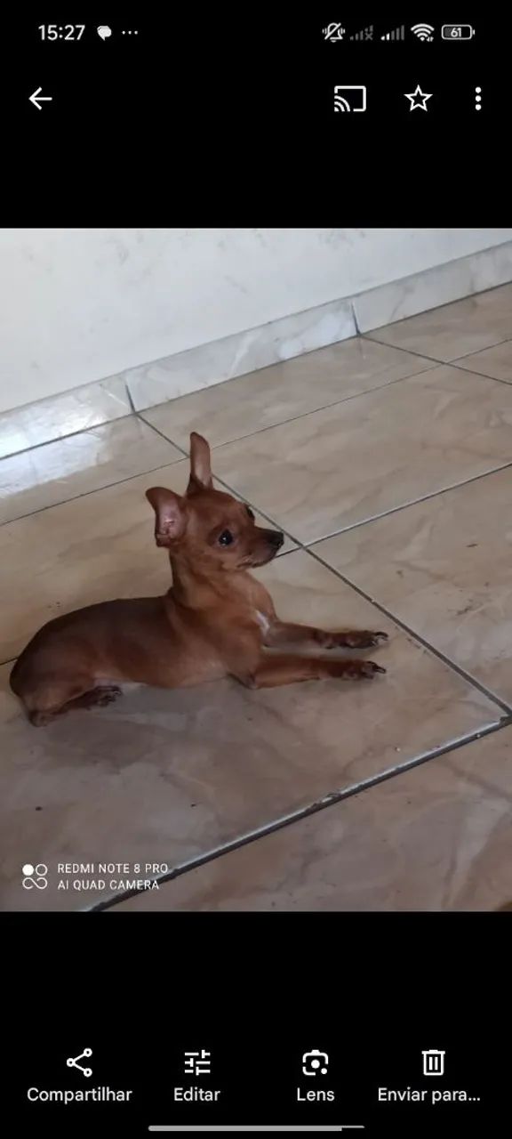 Pincher 0 para cruzar 