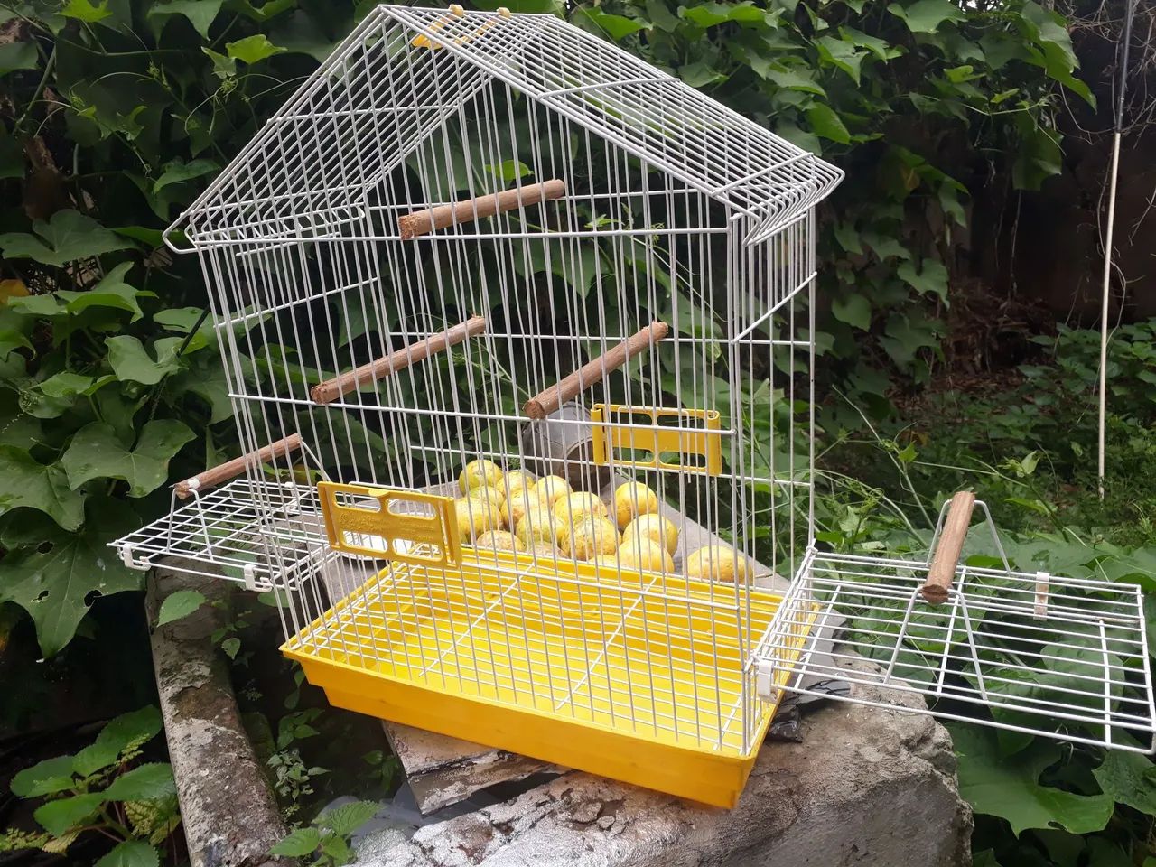 Vendo excelente gaiola de calopsita mansa. Marca Bragança.  Barata