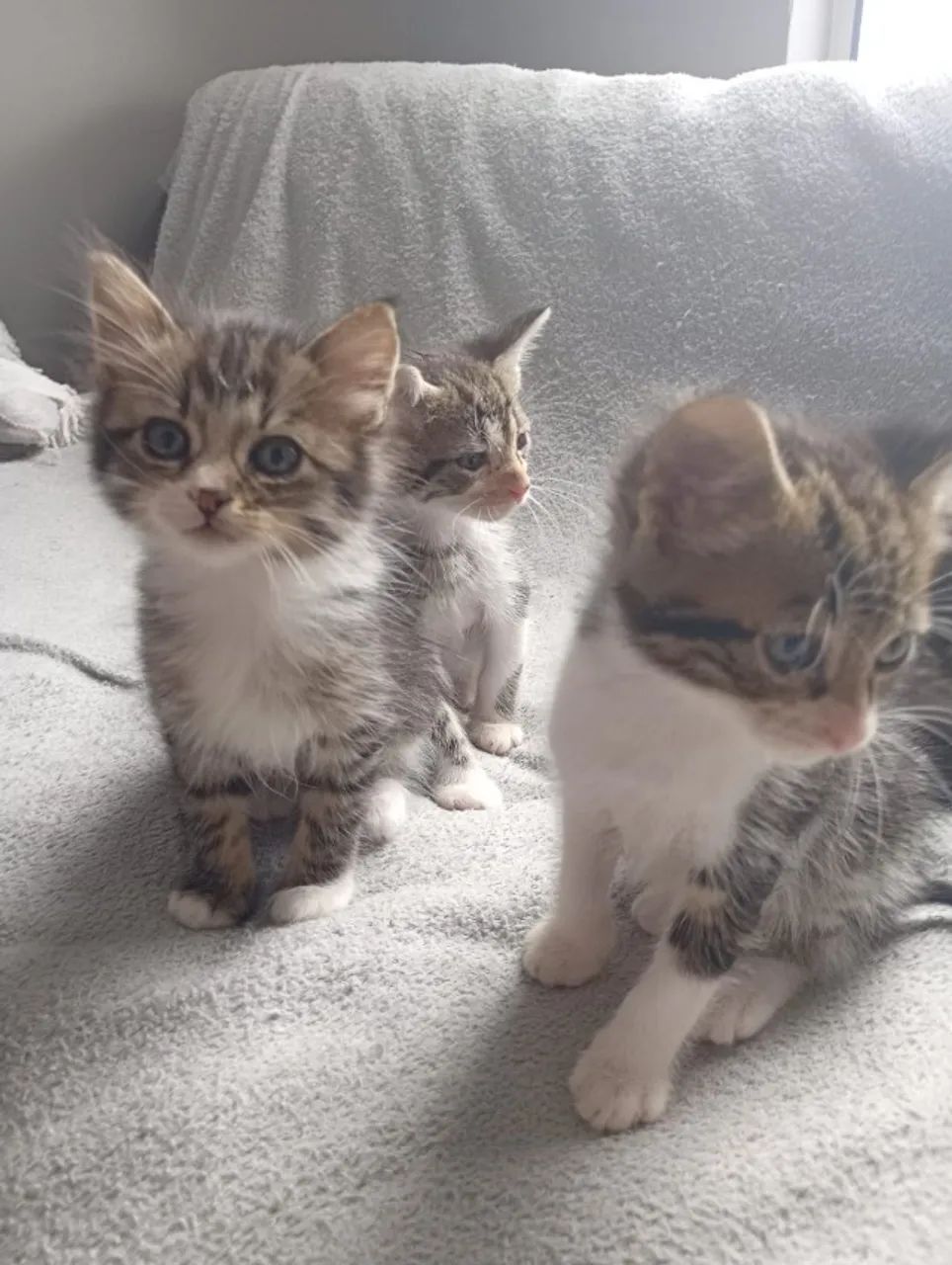Gatinhos para adoção  - Foto 2