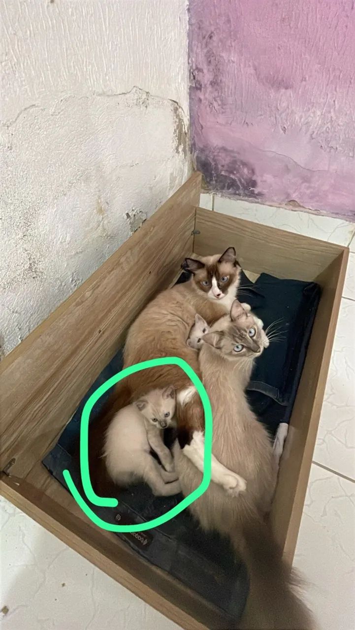 Doação 