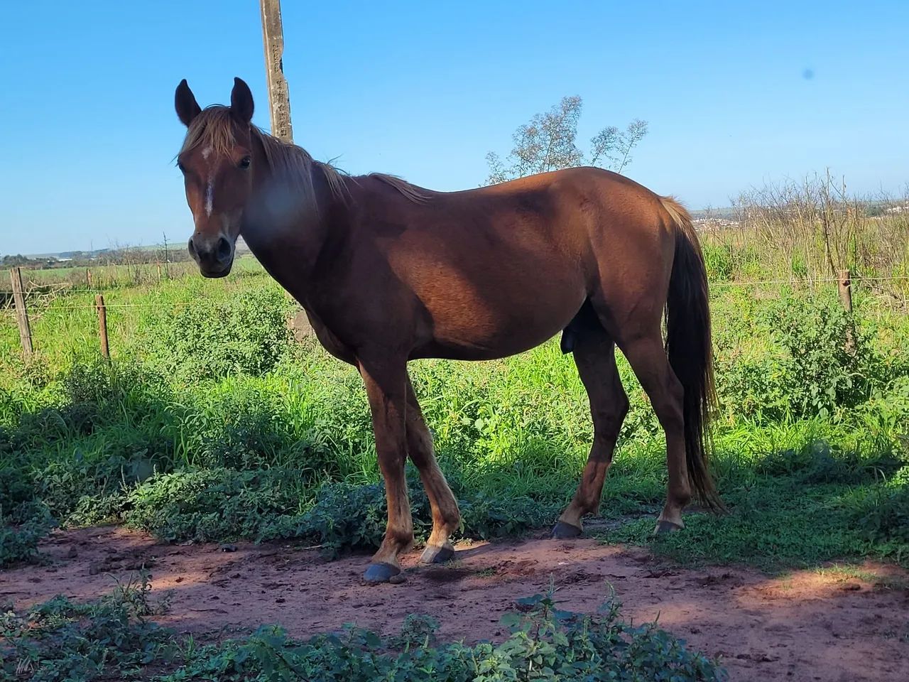 Cavalo  - Foto 2