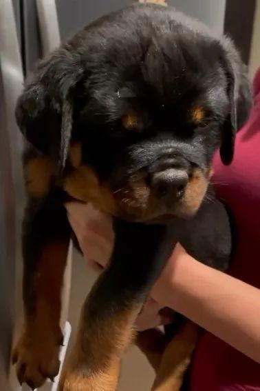 ROTTWEILER FILHOTES - Foto 3