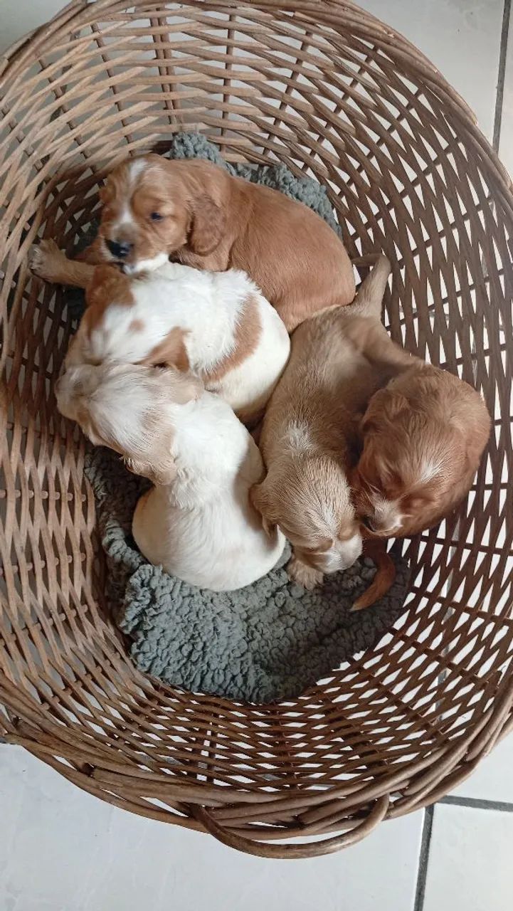 Filhotes machos de cocker spaniel inglês.