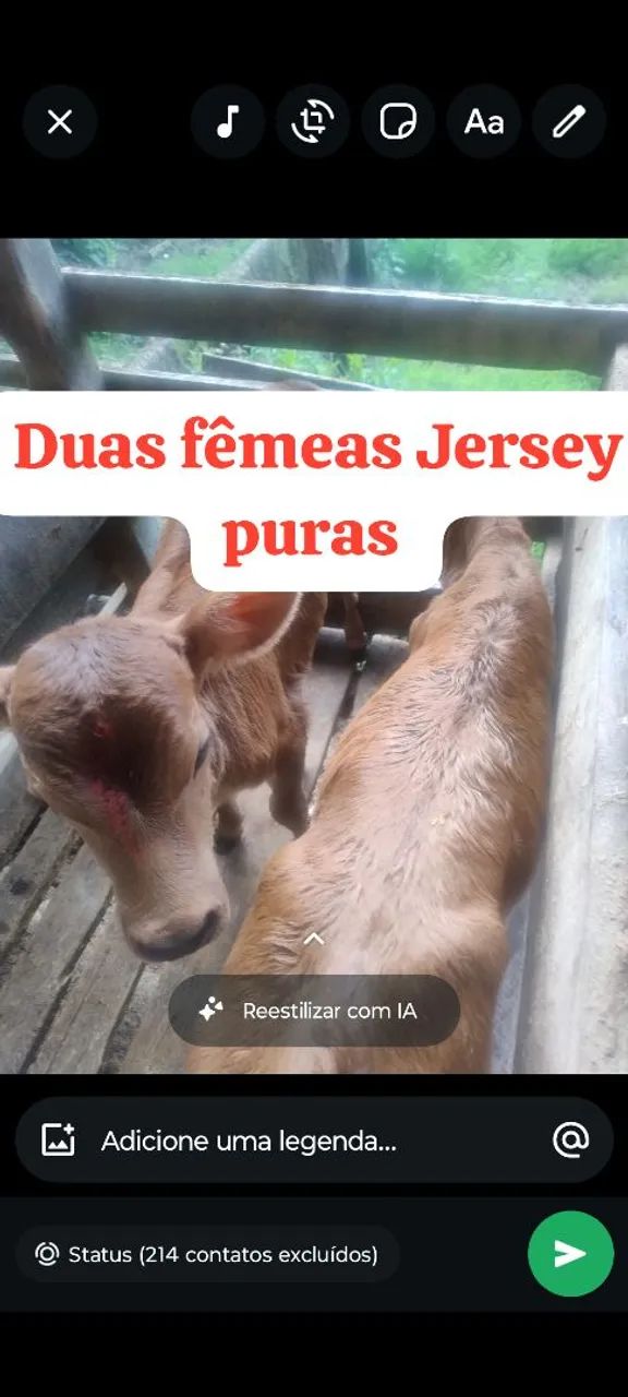 Bezerras Jersey de inseminação 
