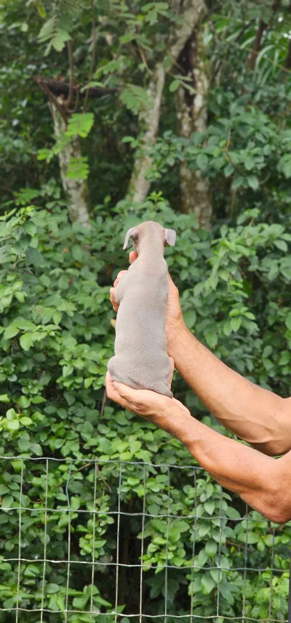 Galguinho bebê cinza - Foto 4