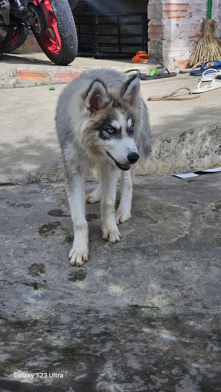 Husky siberiano - Foto 2