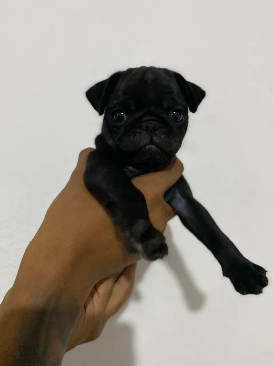 Filhote de pug preto - Foto 4