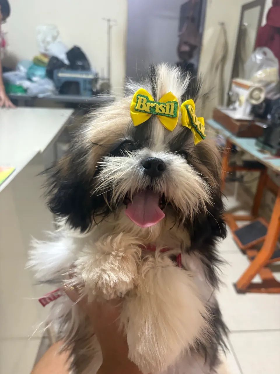 Filhote de shih tzu apenas 5 meses  - Foto 2