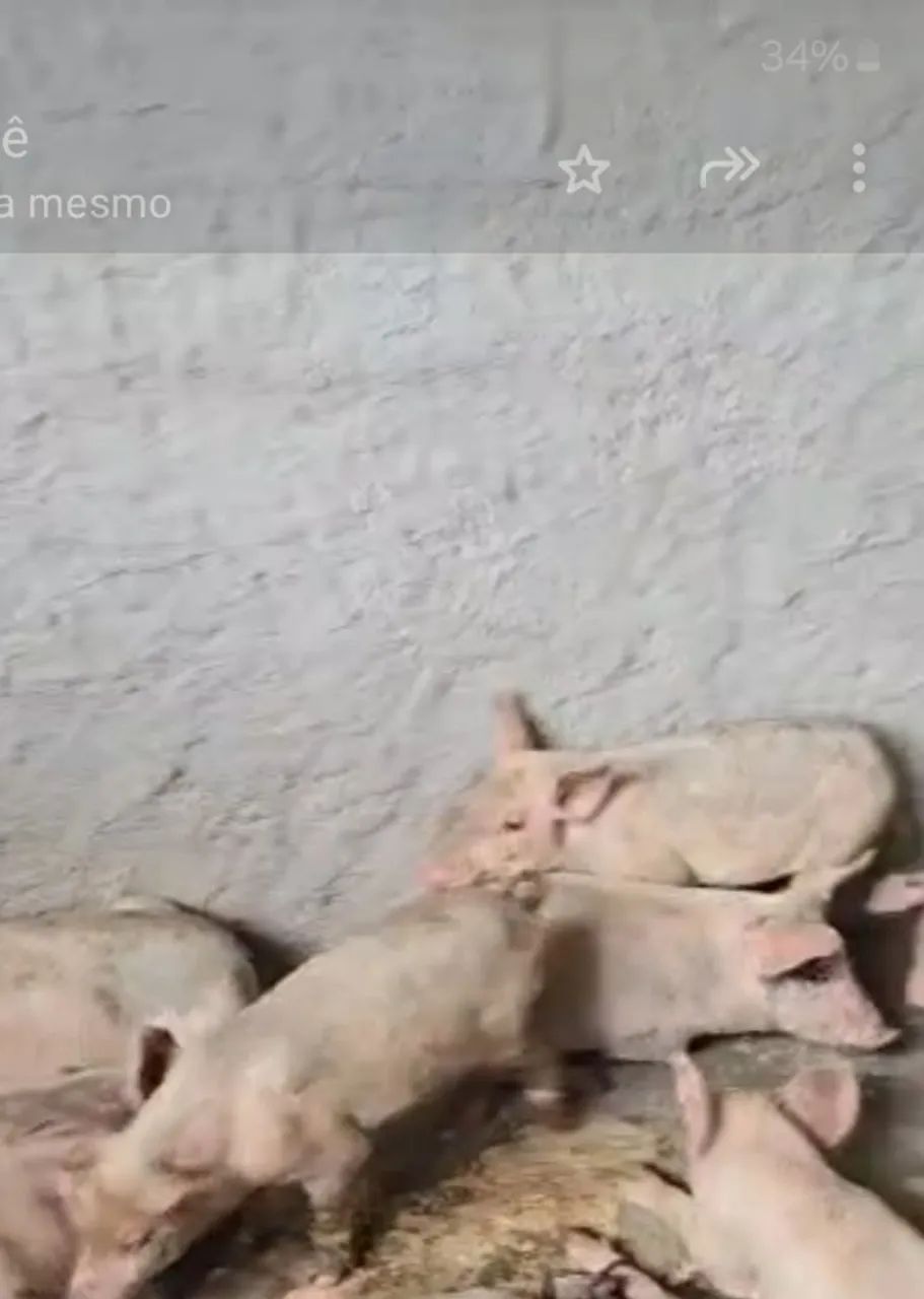 Vende-se Leitao  - Foto 3