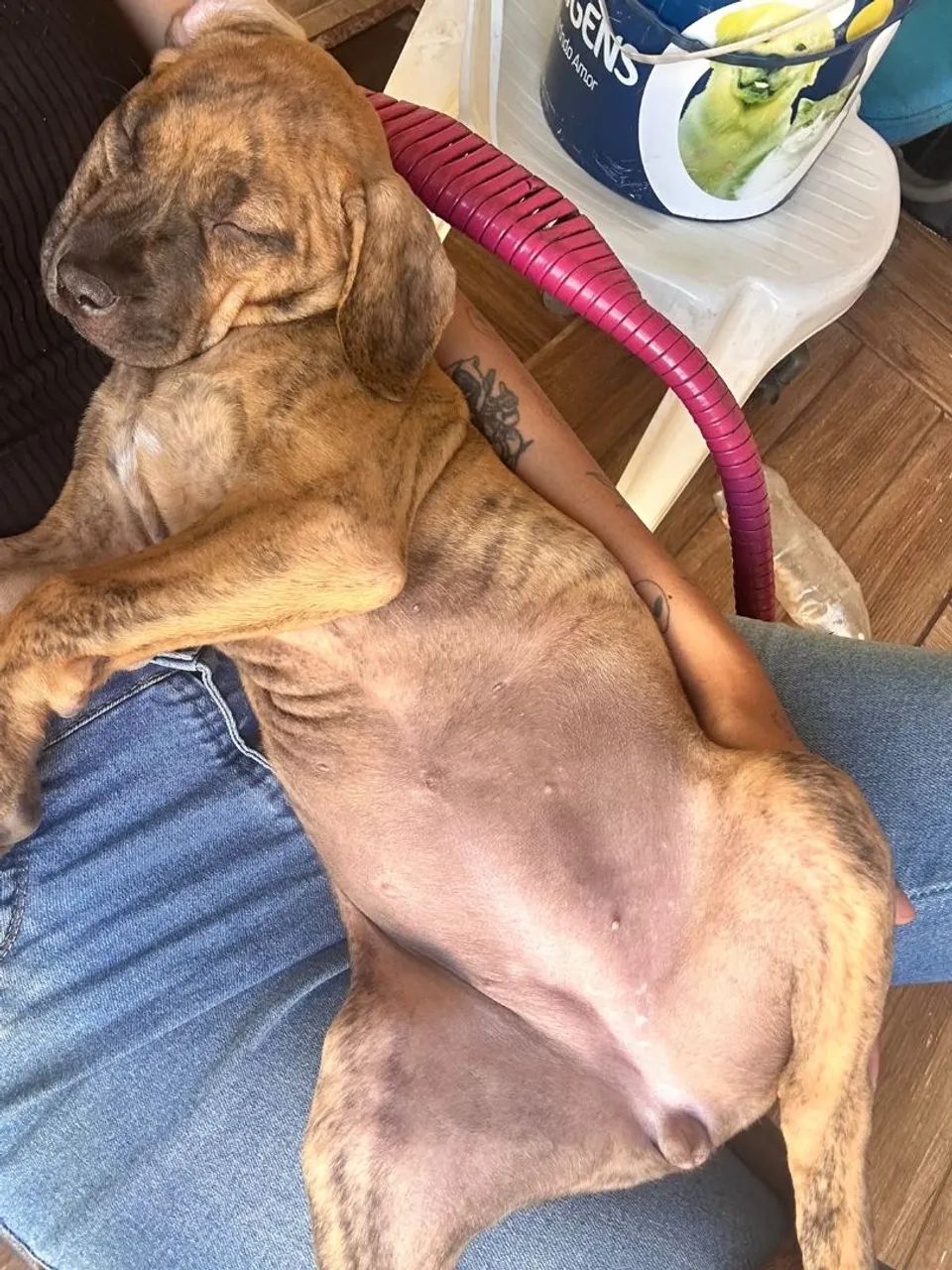 Fila Brasileiro  - Foto 2