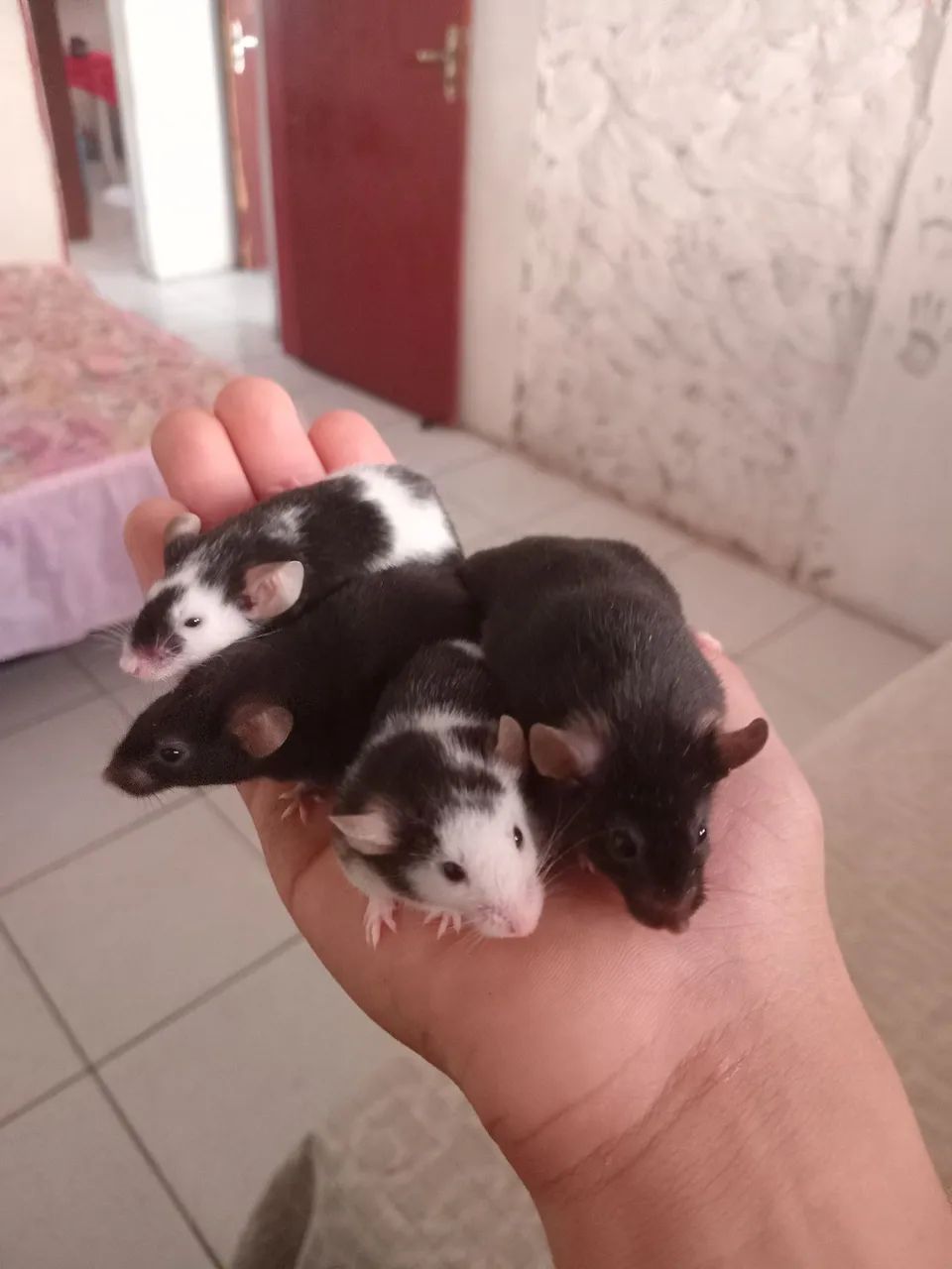 Vende-se Hamster twister  - Foto 3