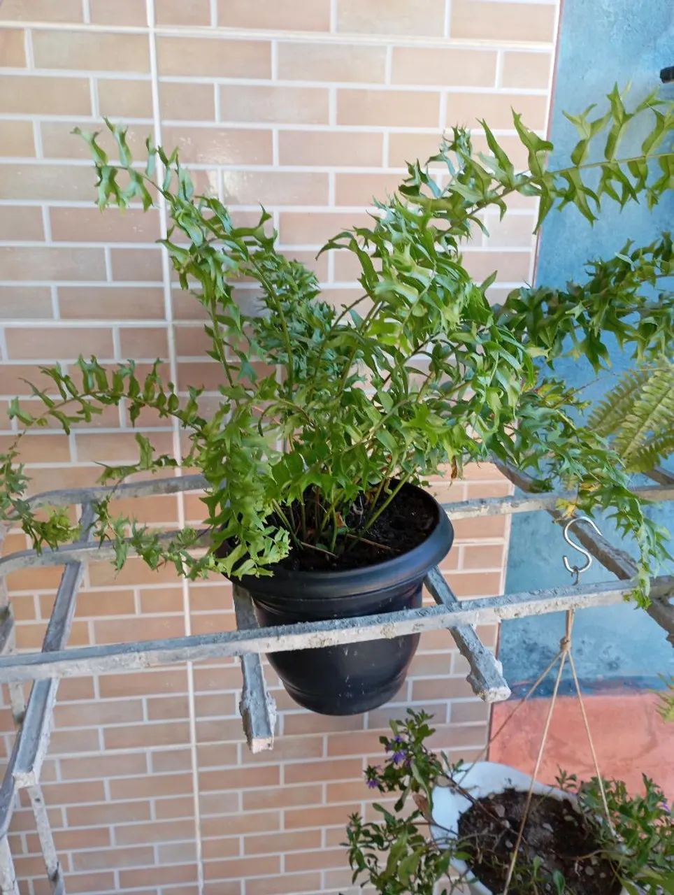Sementes e plantas  - Foto 2