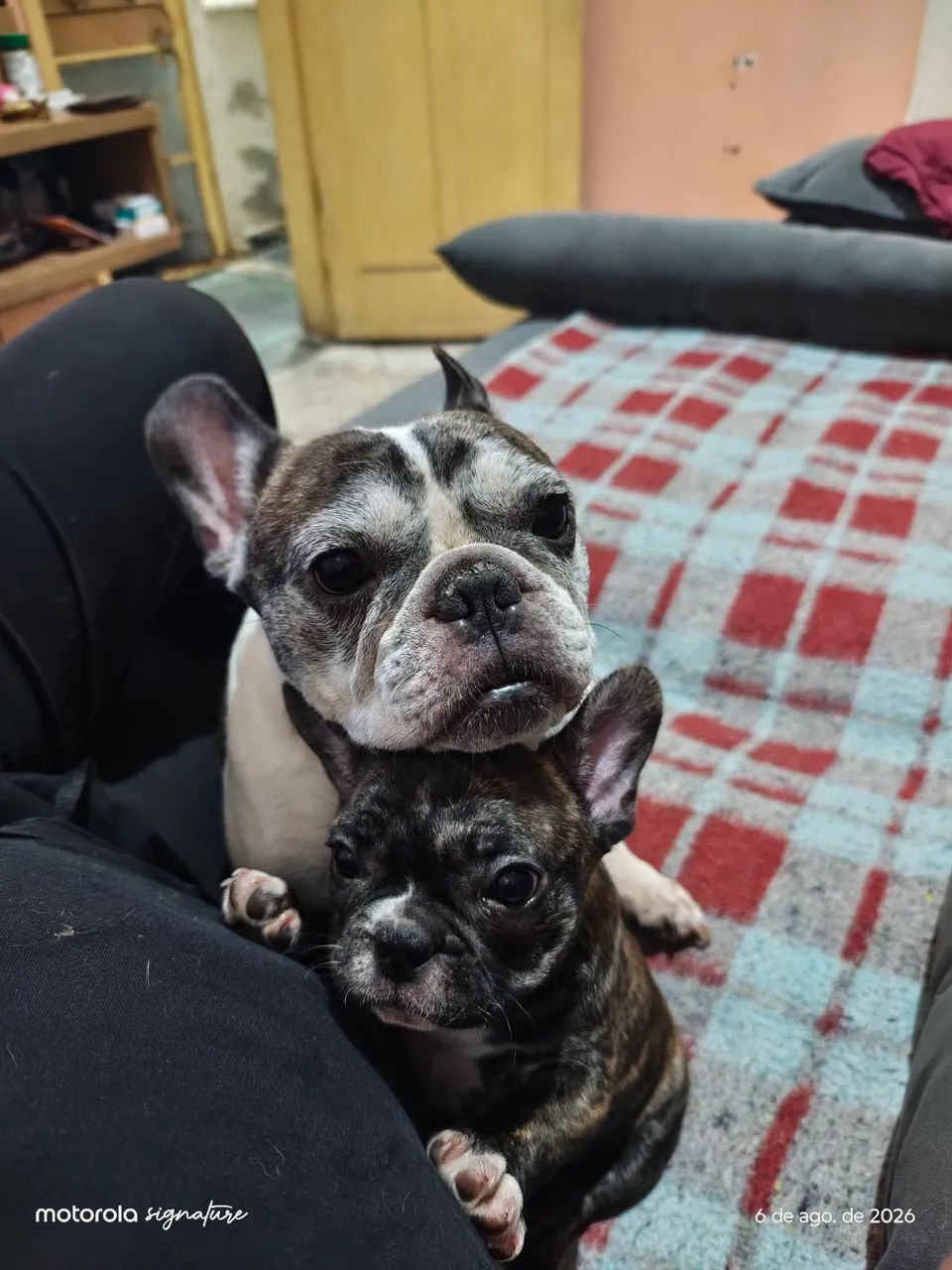 Fêmea de buldogue francês 