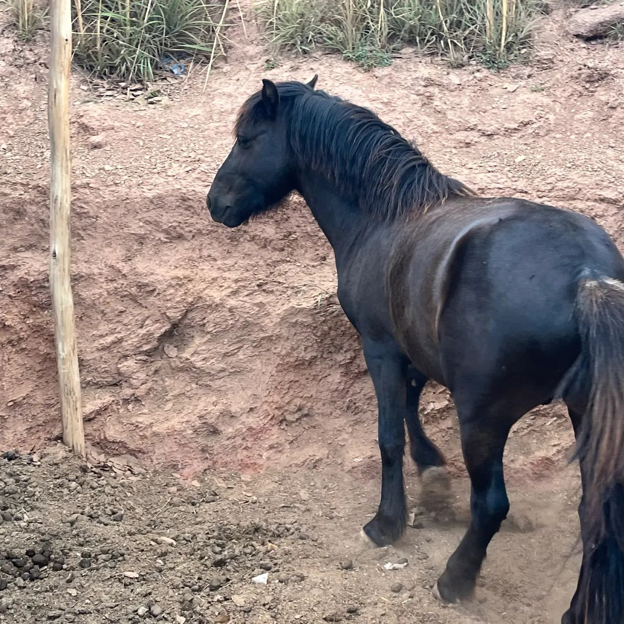 Cavalos - Foto 2