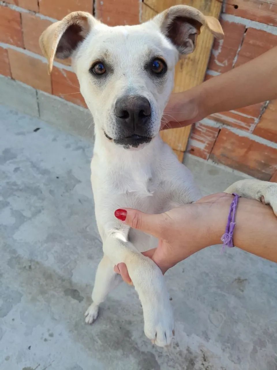 ?Doa-se cachorrinha? - Foto 5