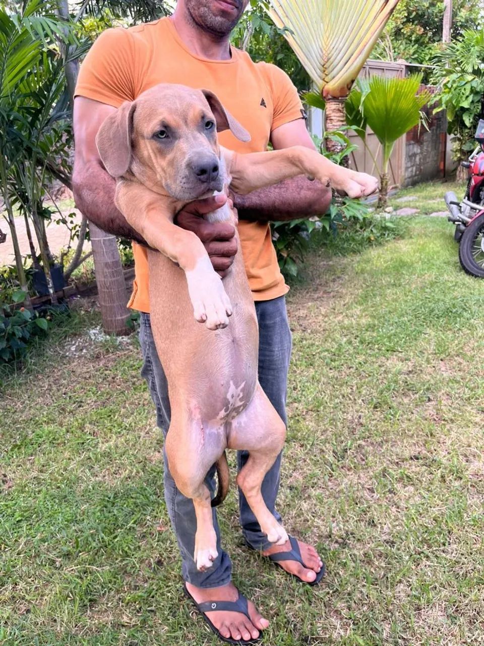 Pet Pitbull Monster com American Bully  - Foto 3