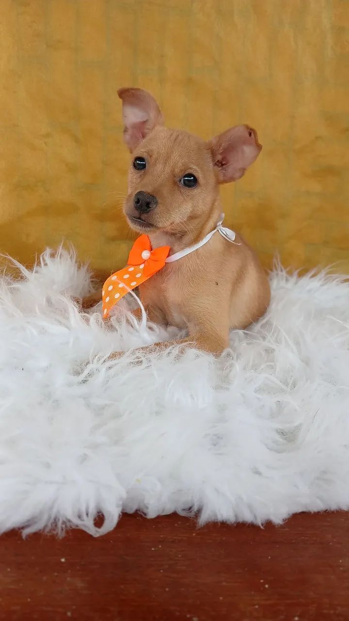 Pinscher macho  - Foto 3