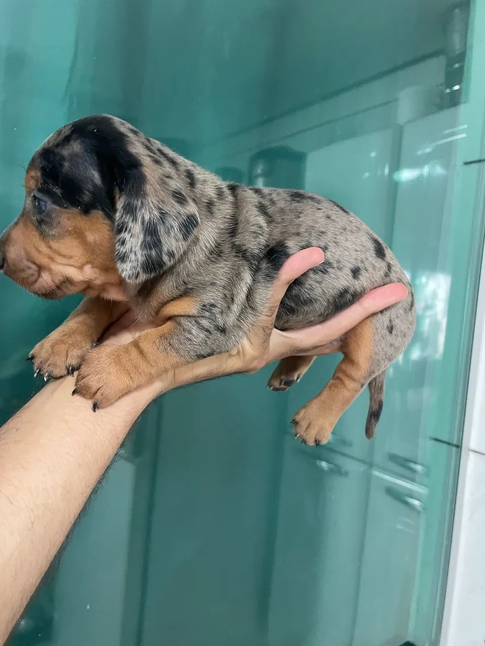 Dachshund  - Foto 2