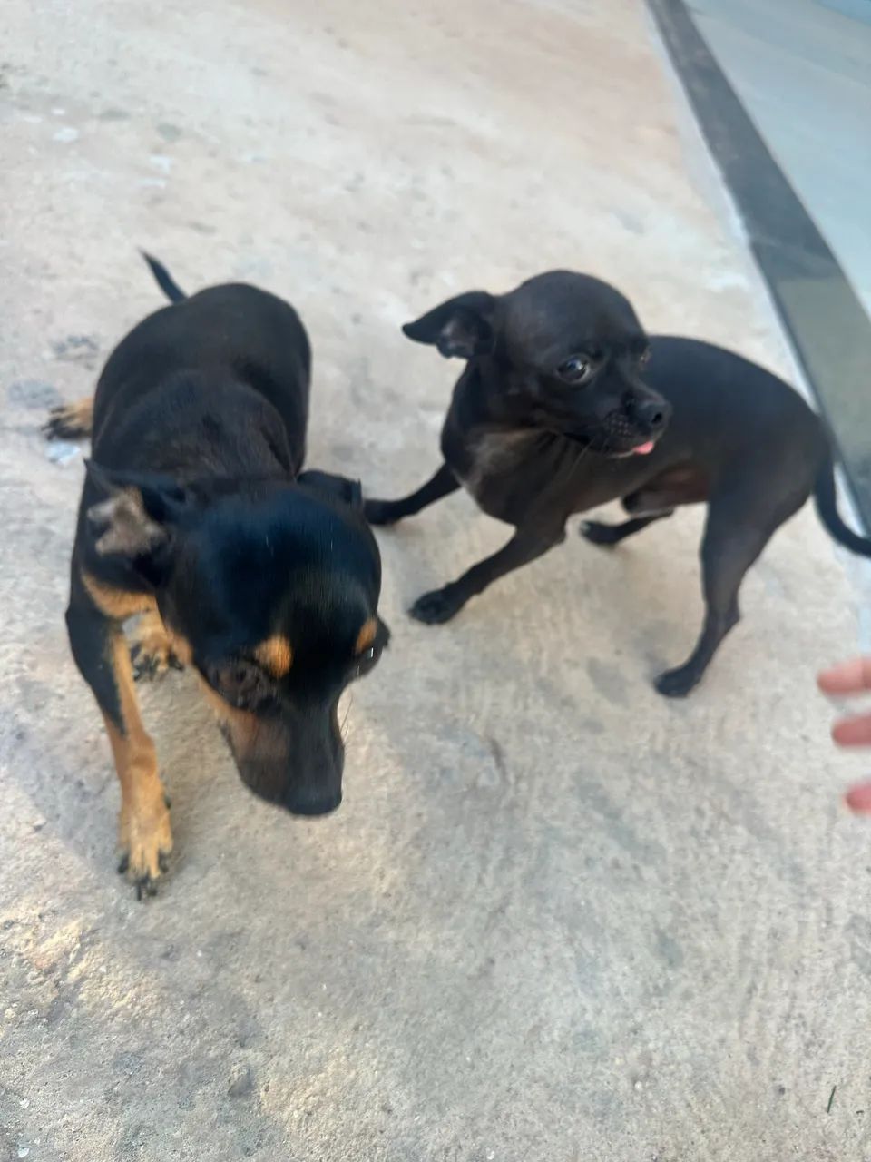 Filhote de Pinscher 1 - Foto 3