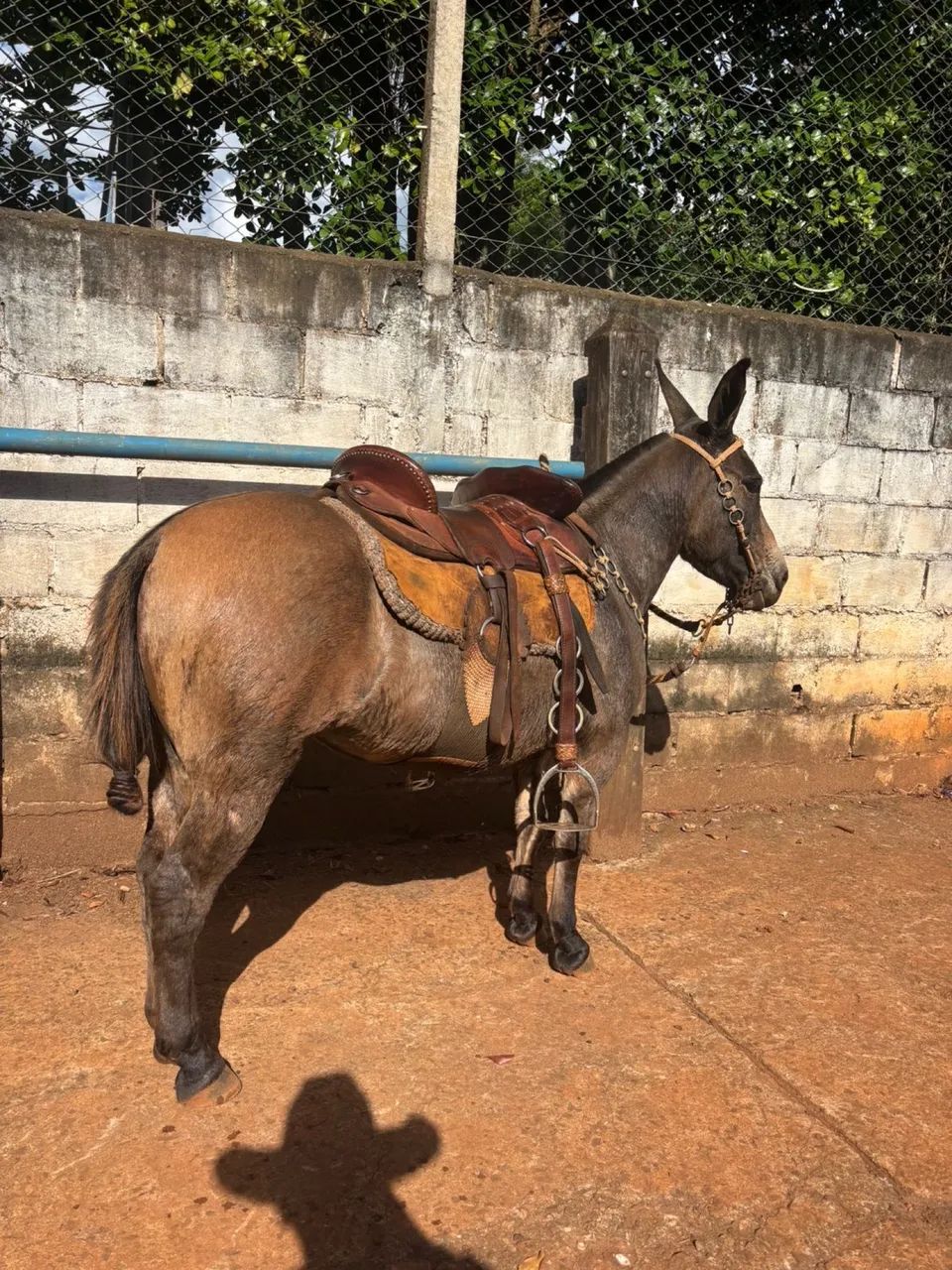 Mini mula  - Foto 3