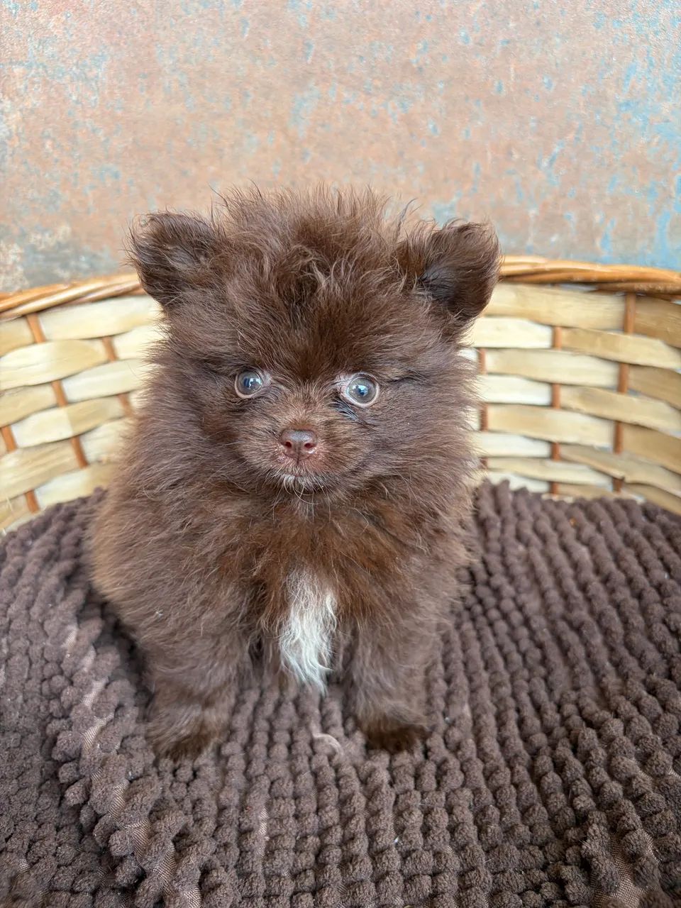Lulu - Spitz alemão  - Foto 5
