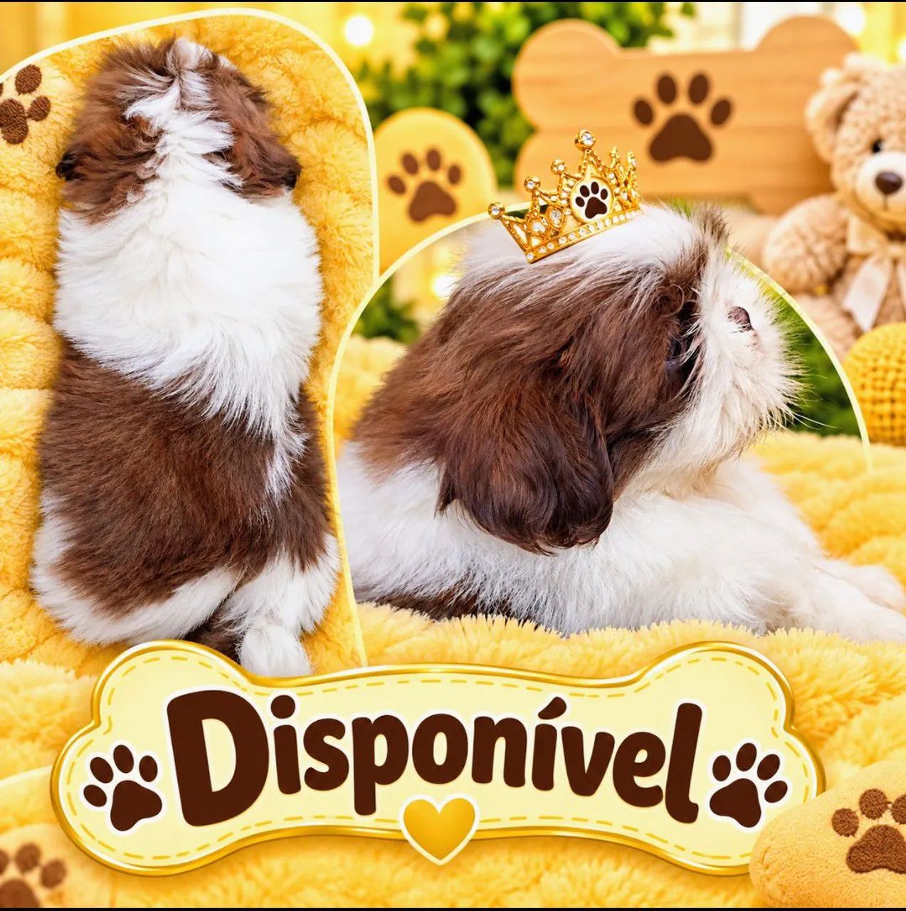 Shih tzu  - Foto 2